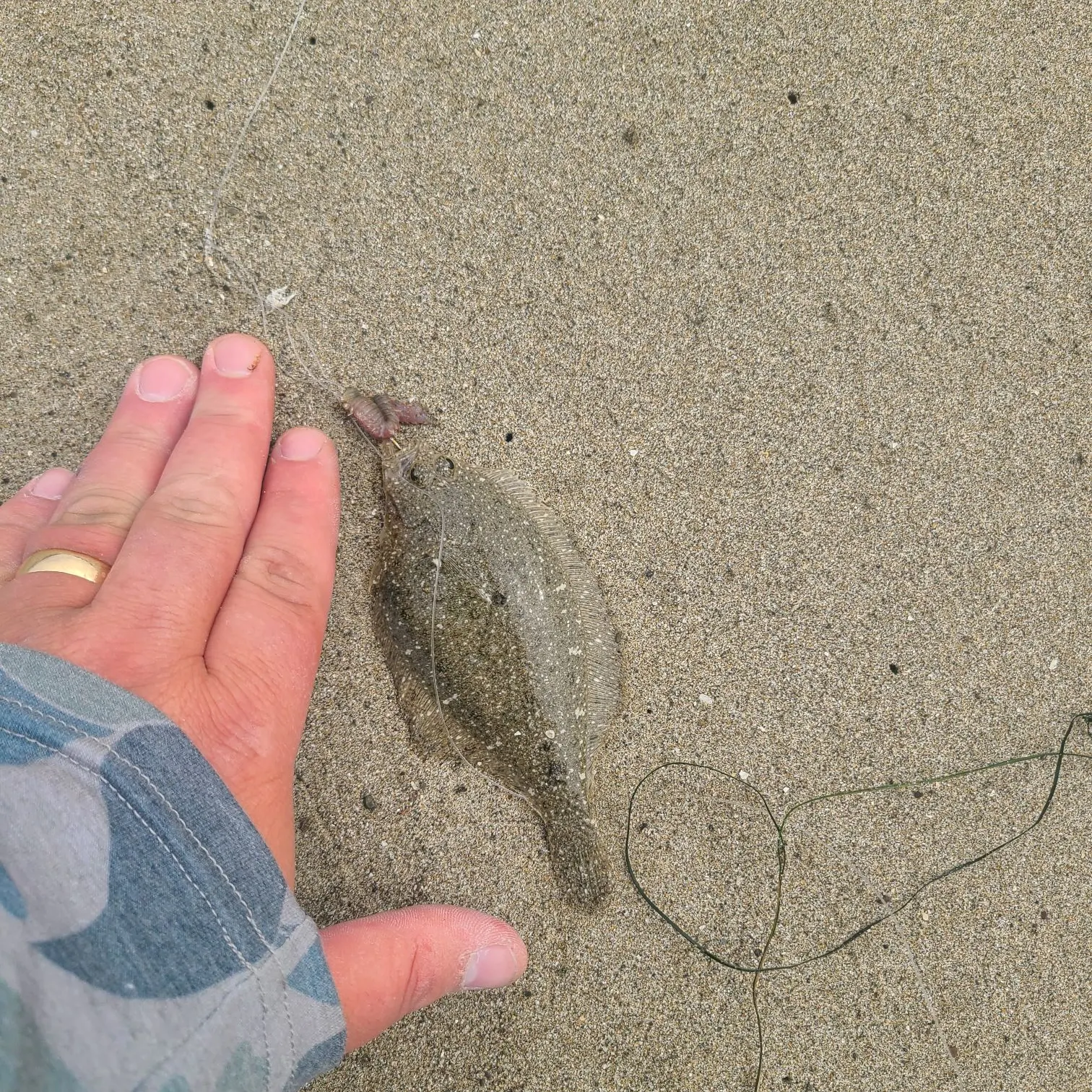 angler catch