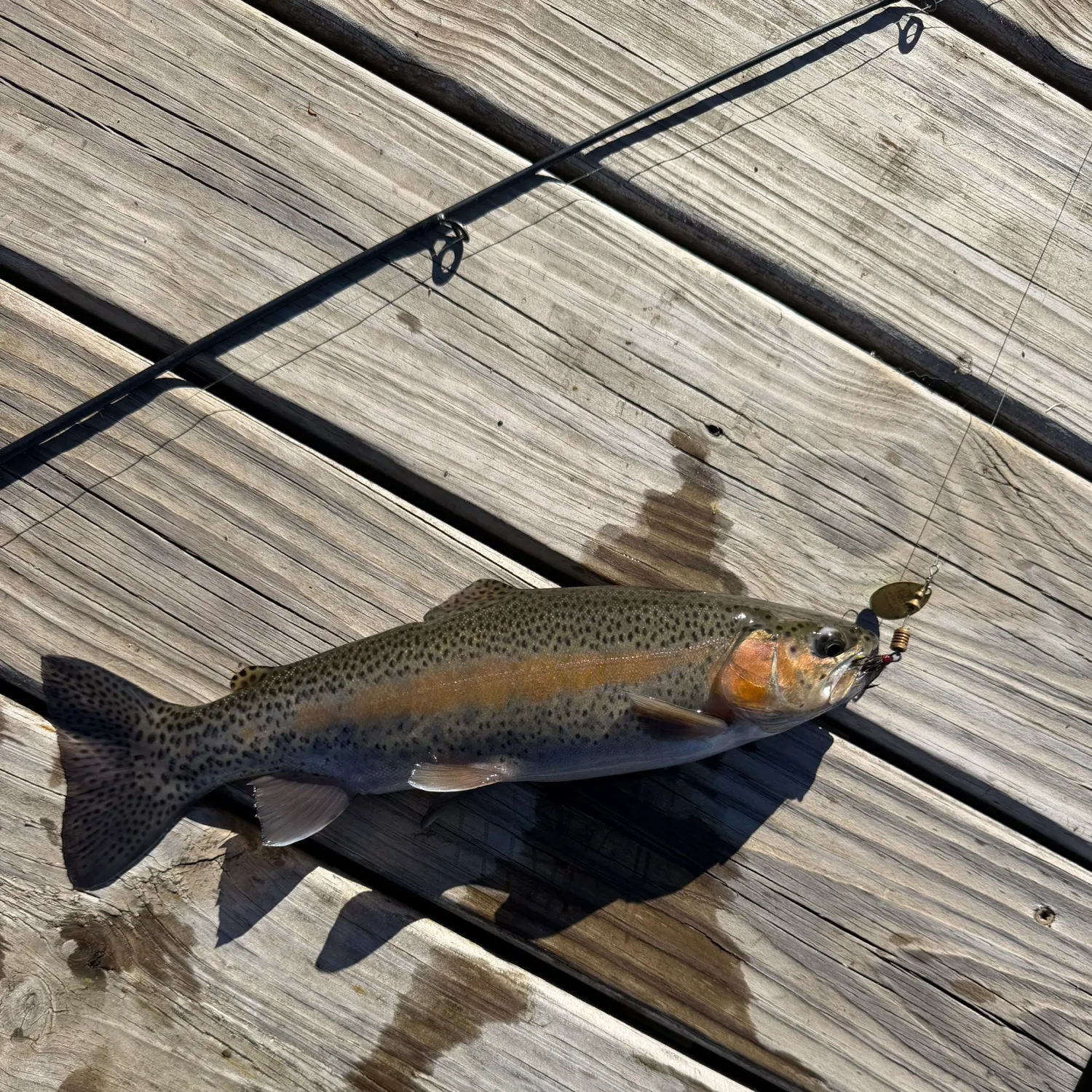 Rainbow trout caught on Fishbrain