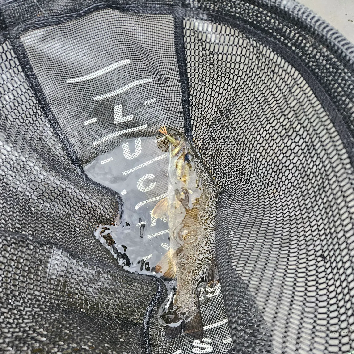Smallmouth bass caught on Fishbrain
