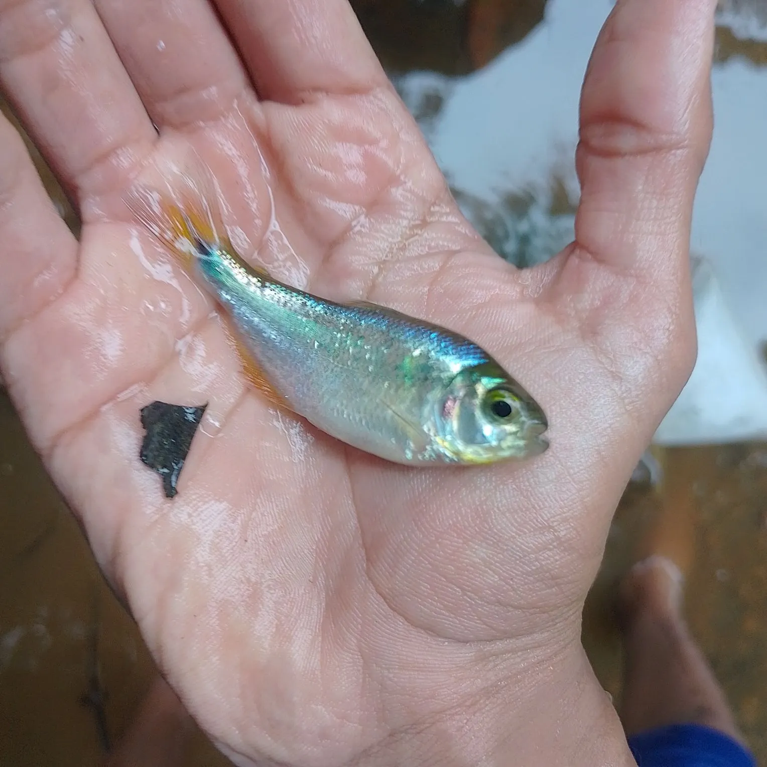 Machaca caught on Fishbrain
