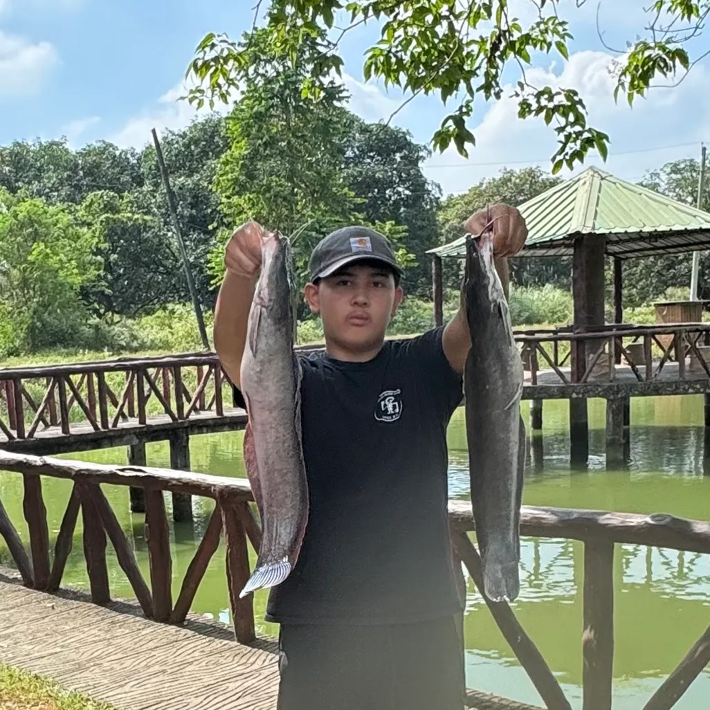 The most recent Wels catfish catches on Fishbrain