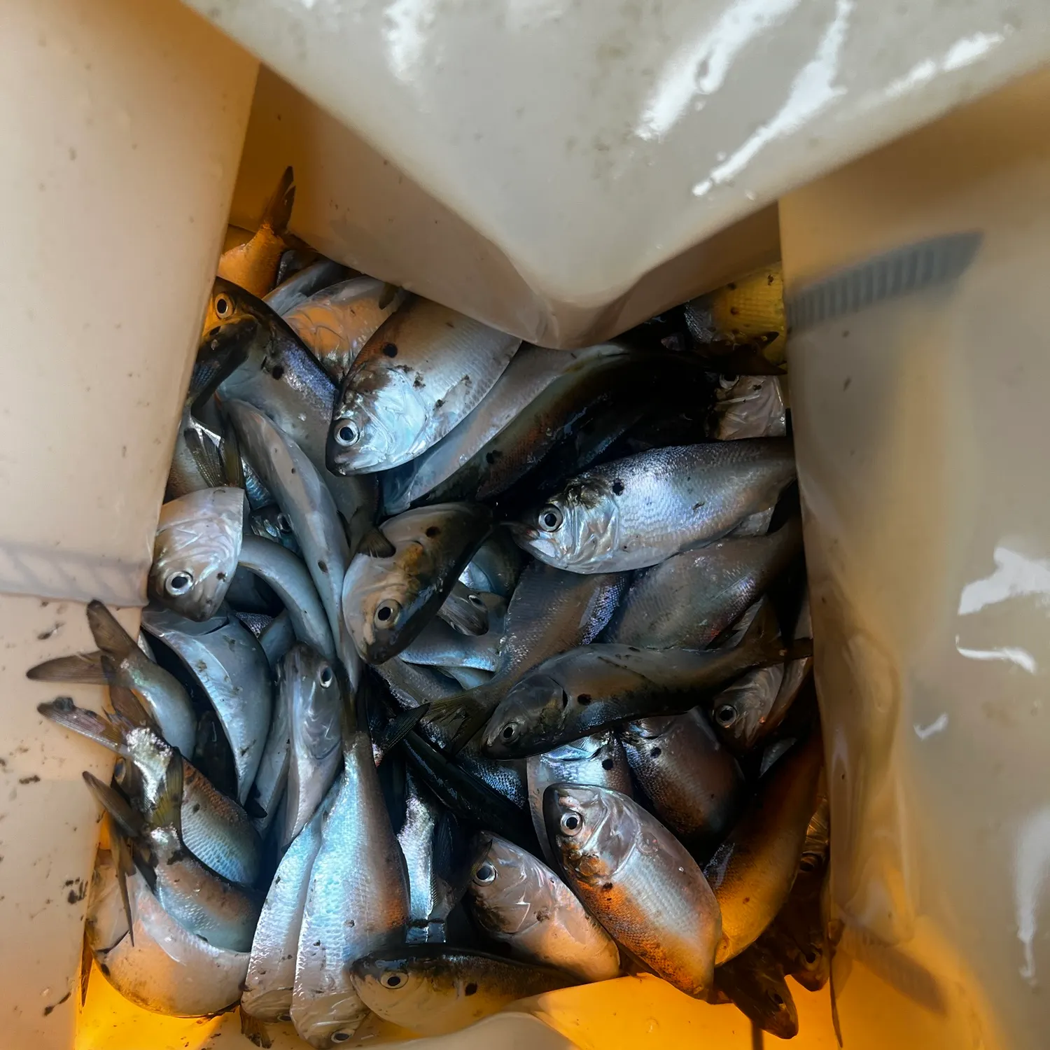 The most recent Atlantic menhaden catches on Fishbrain