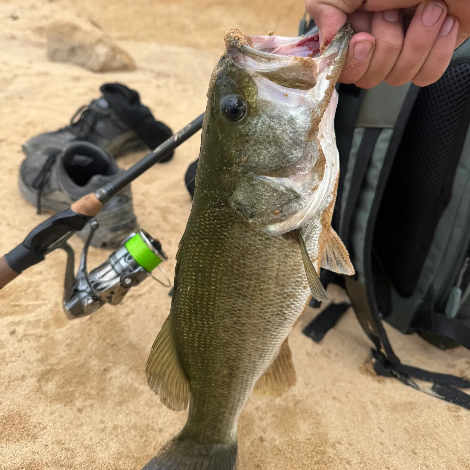 Largemouth bass caught on Fishbrain