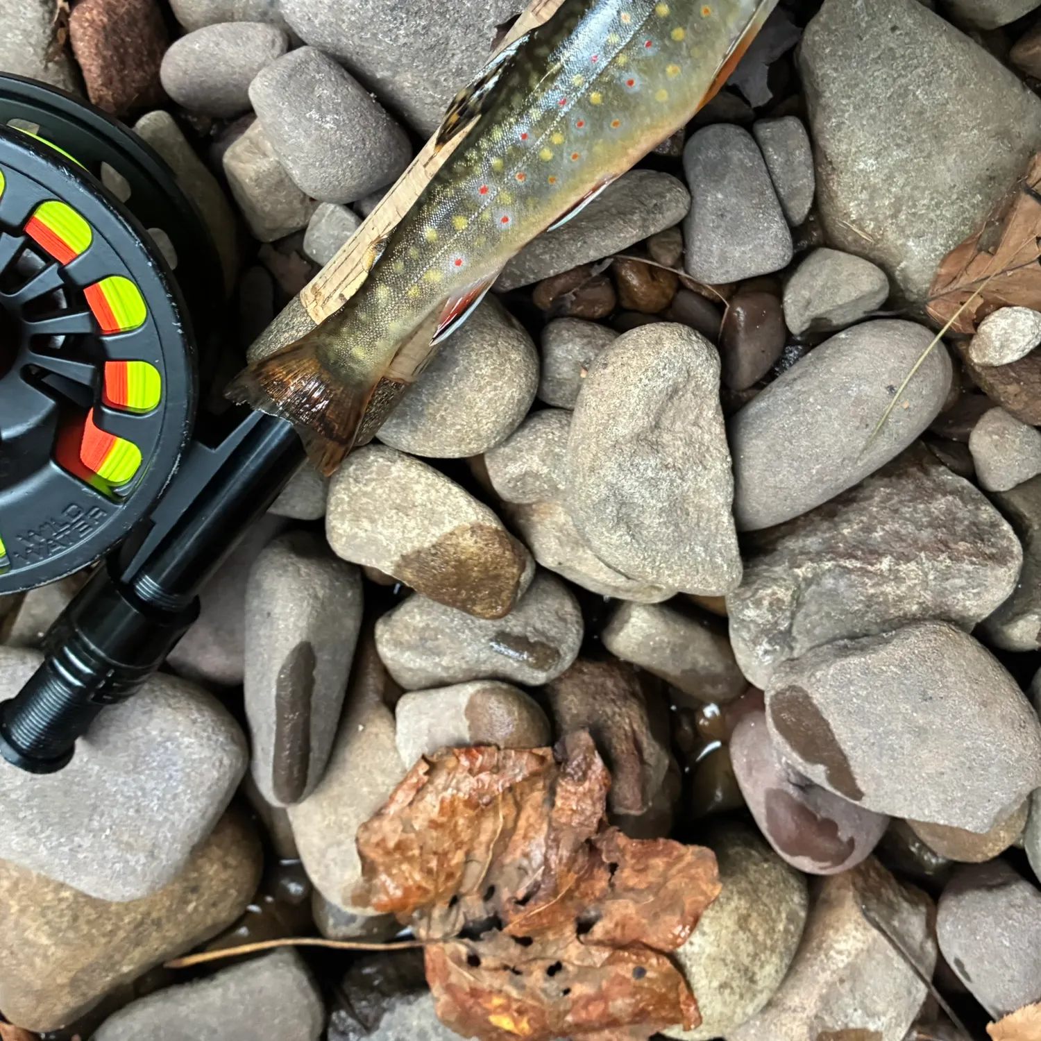 Brook trout caught on Fishbrain