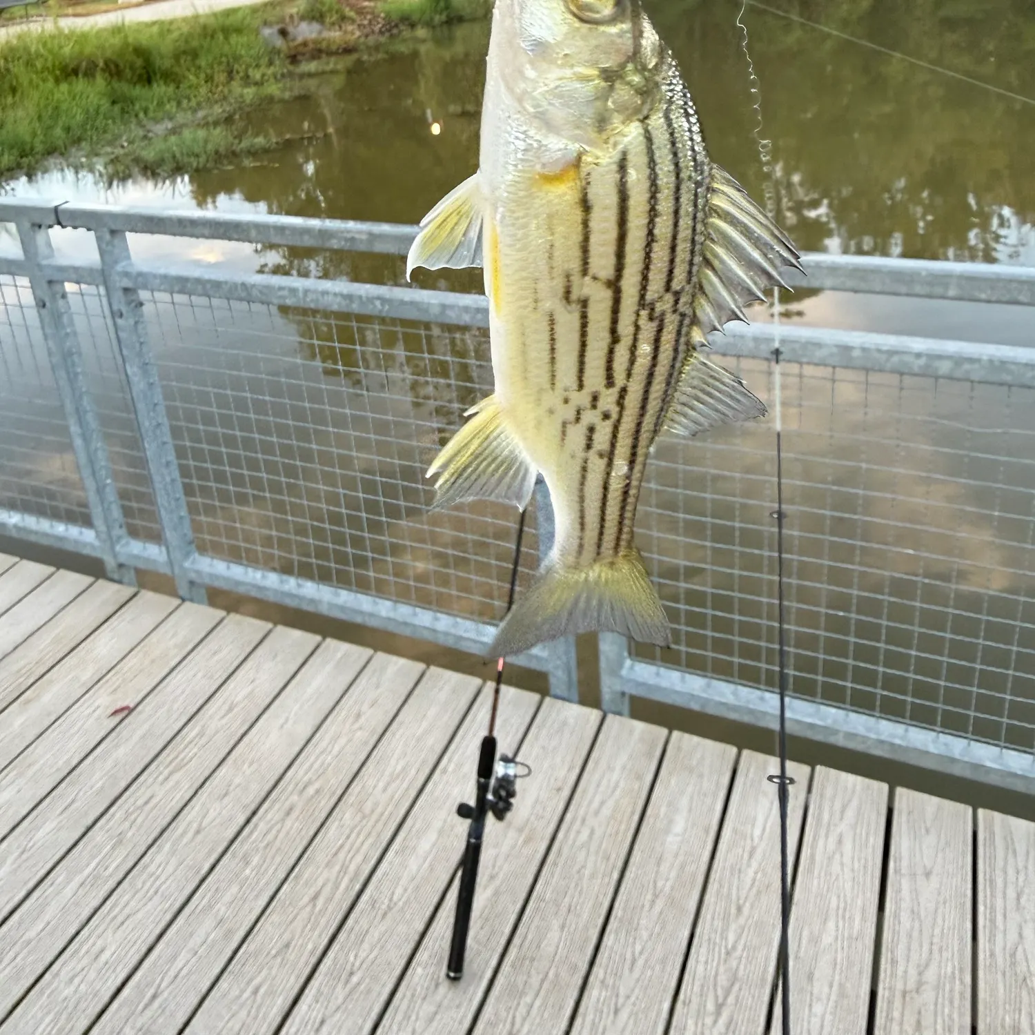 Yellow bass caught on Fishbrain