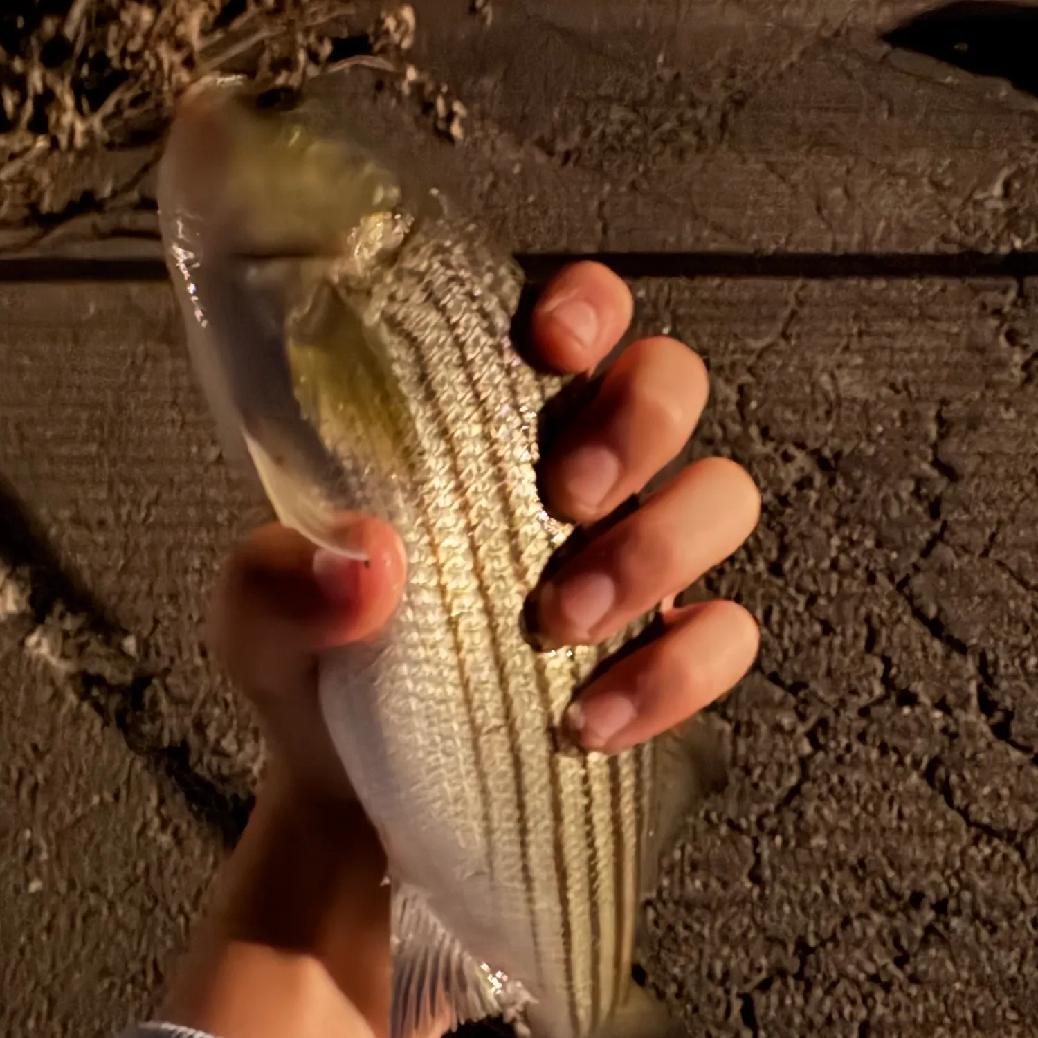 Striped bass caught on Fishbrain