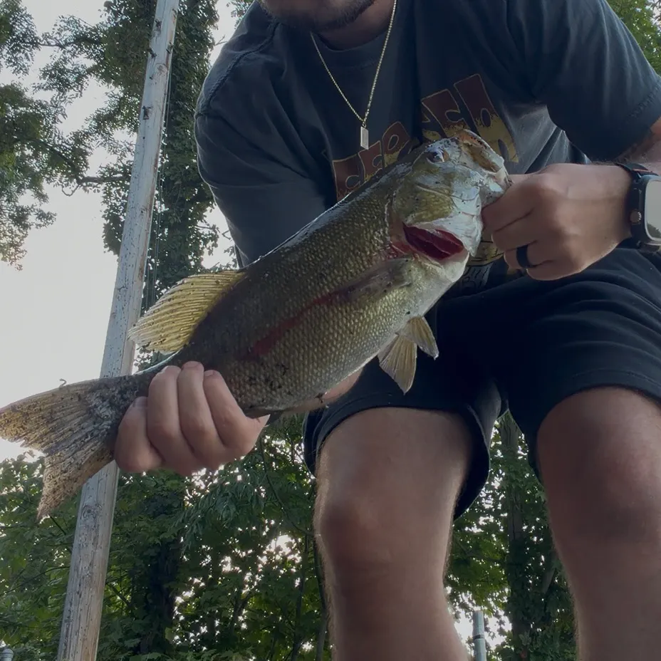 Smallmouth bass caught on Fishbrain