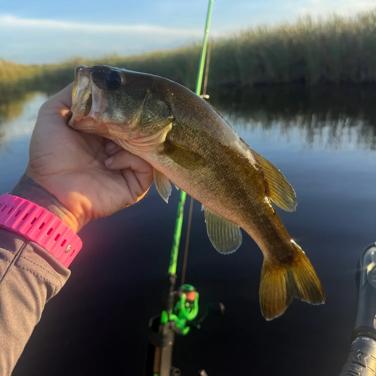 Largemouth bass caught on Fishbrain