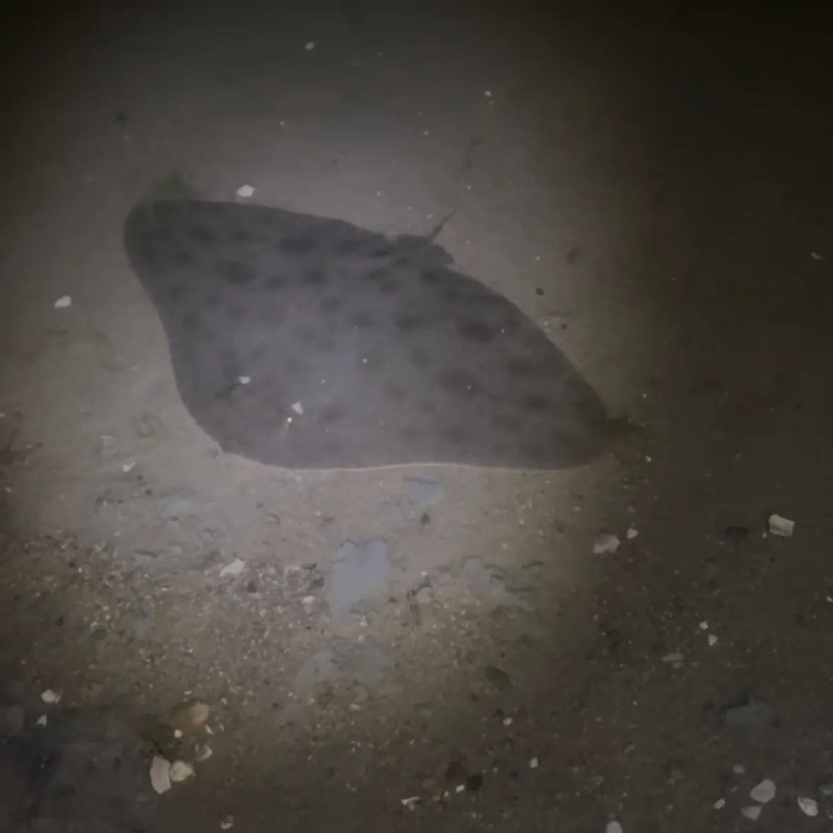 The most recent California butterfly ray catches on Fishbrain