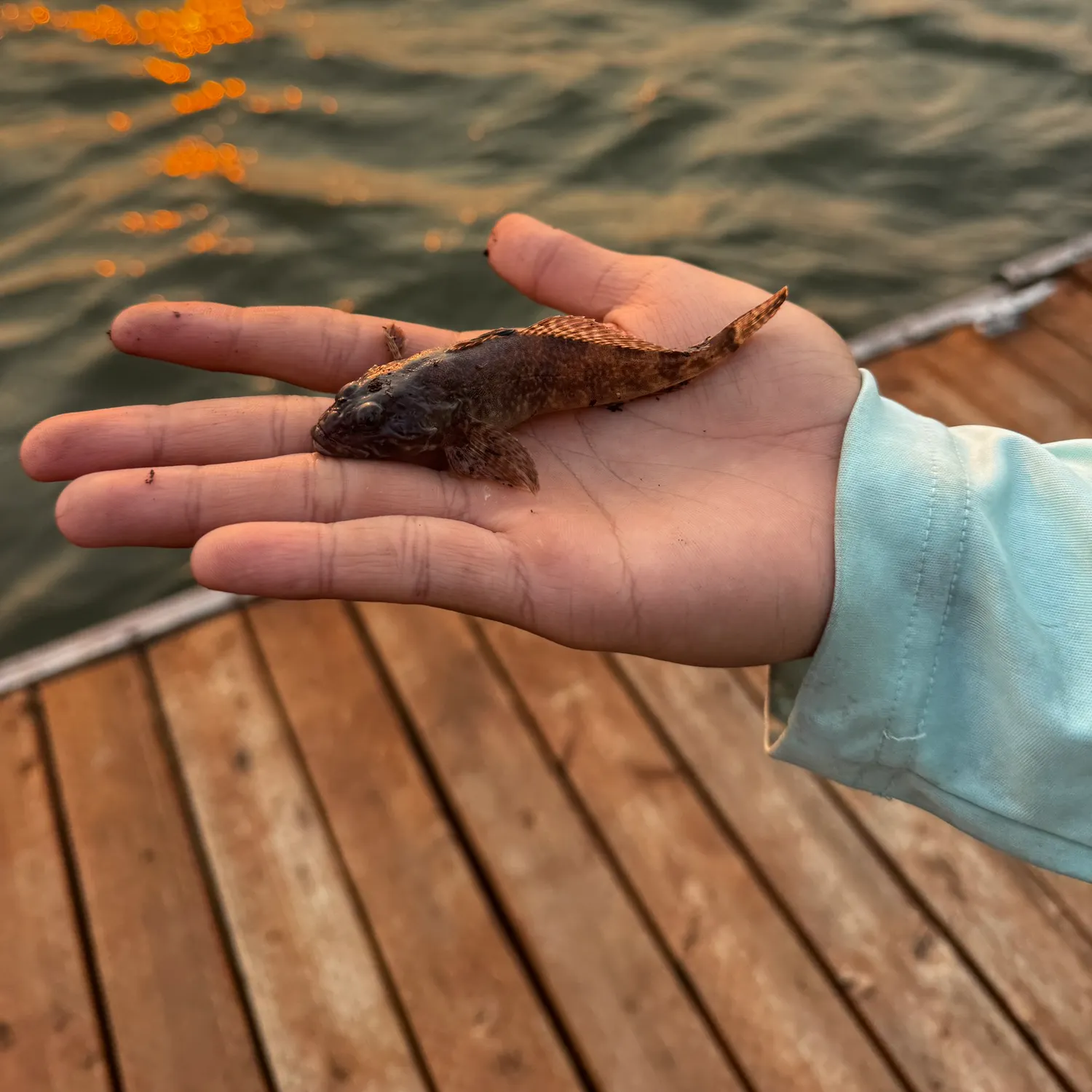 The most recent Slimy sculpin catches on Fishbrain