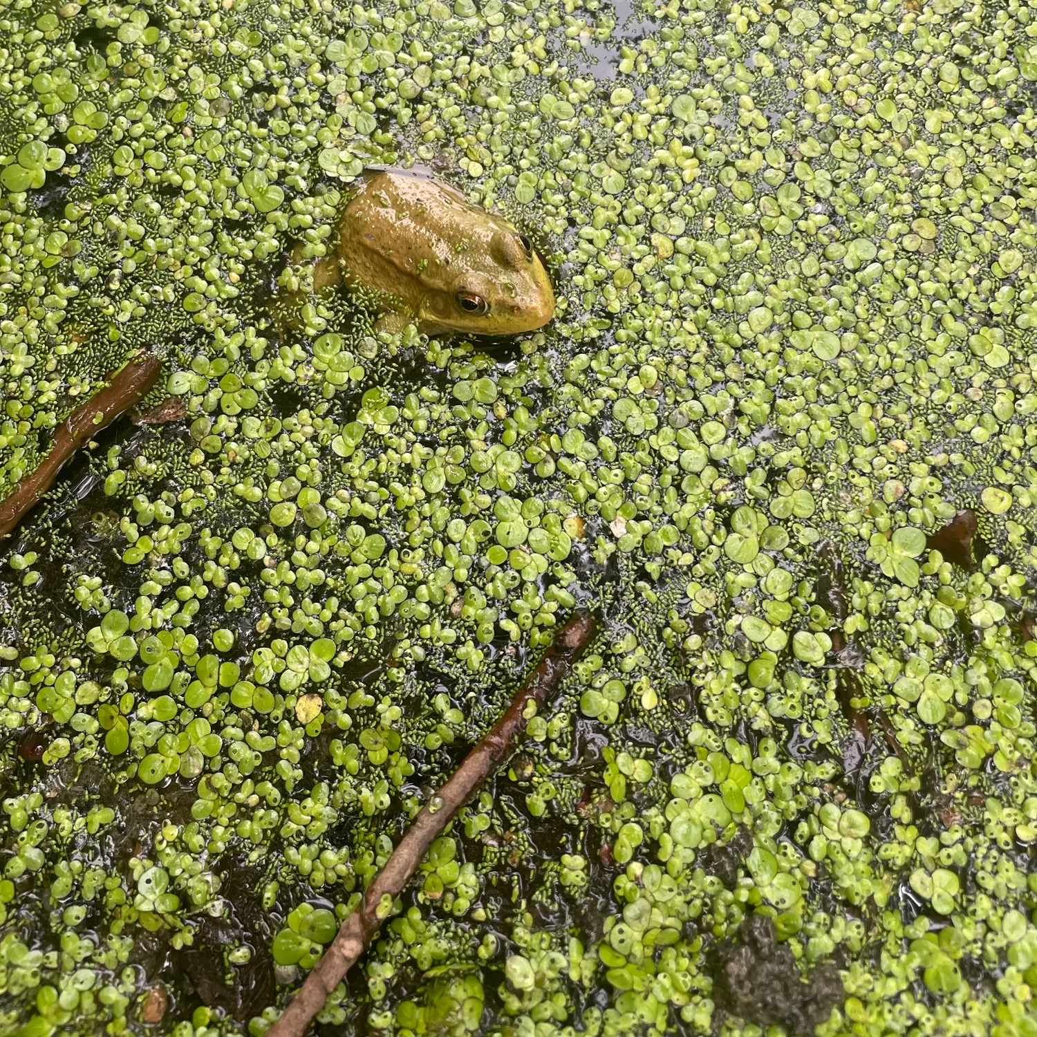 The most recent River frog catches on Fishbrain
