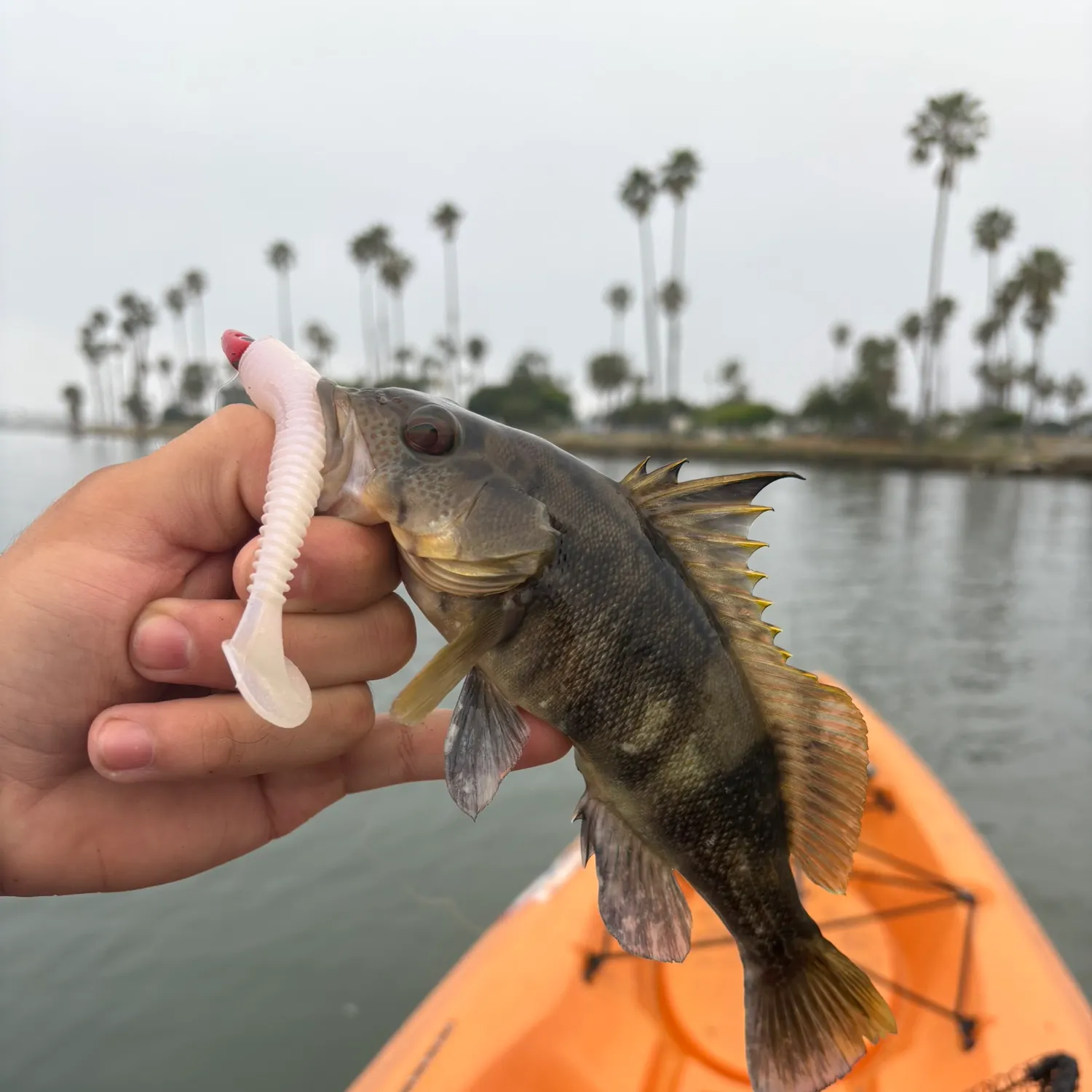 The most recent Barred sand bass catches on Fishbrain