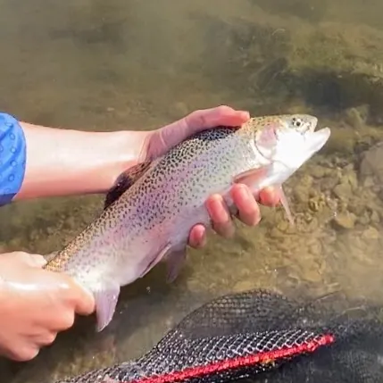 Rainbow trout caught on Fishbrain