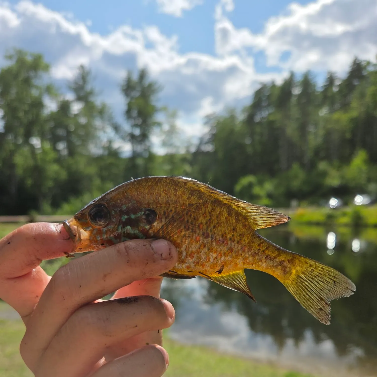 Pumpkinseed caught on Fishbrain