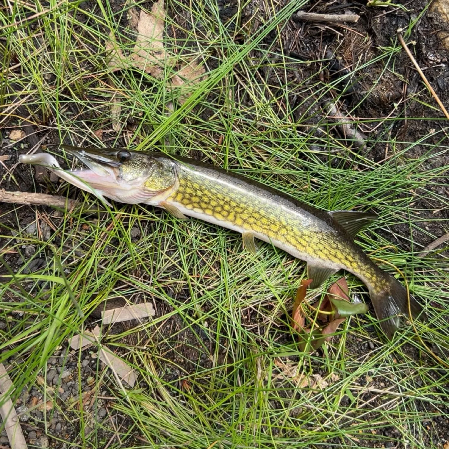most liked catch image