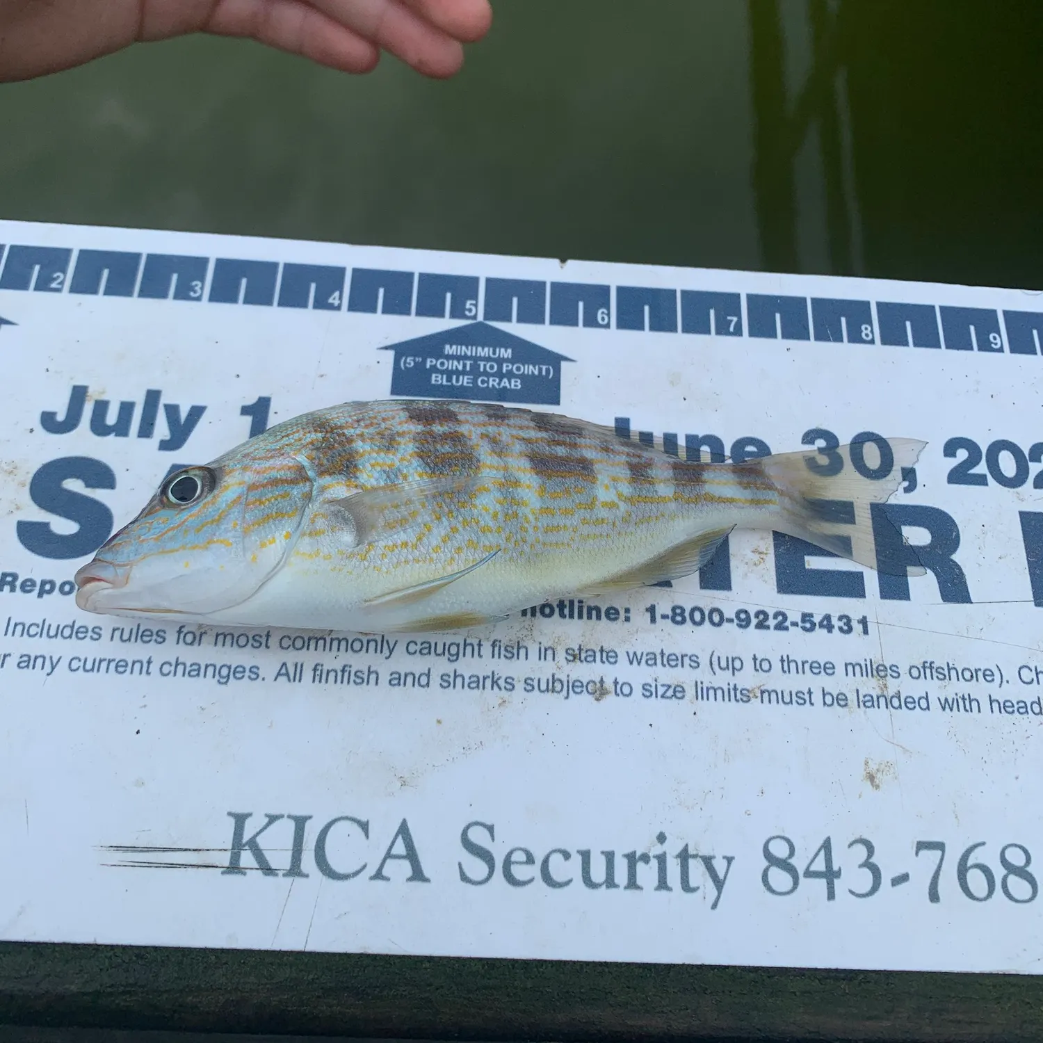 The most recent Lane snapper catches on Fishbrain