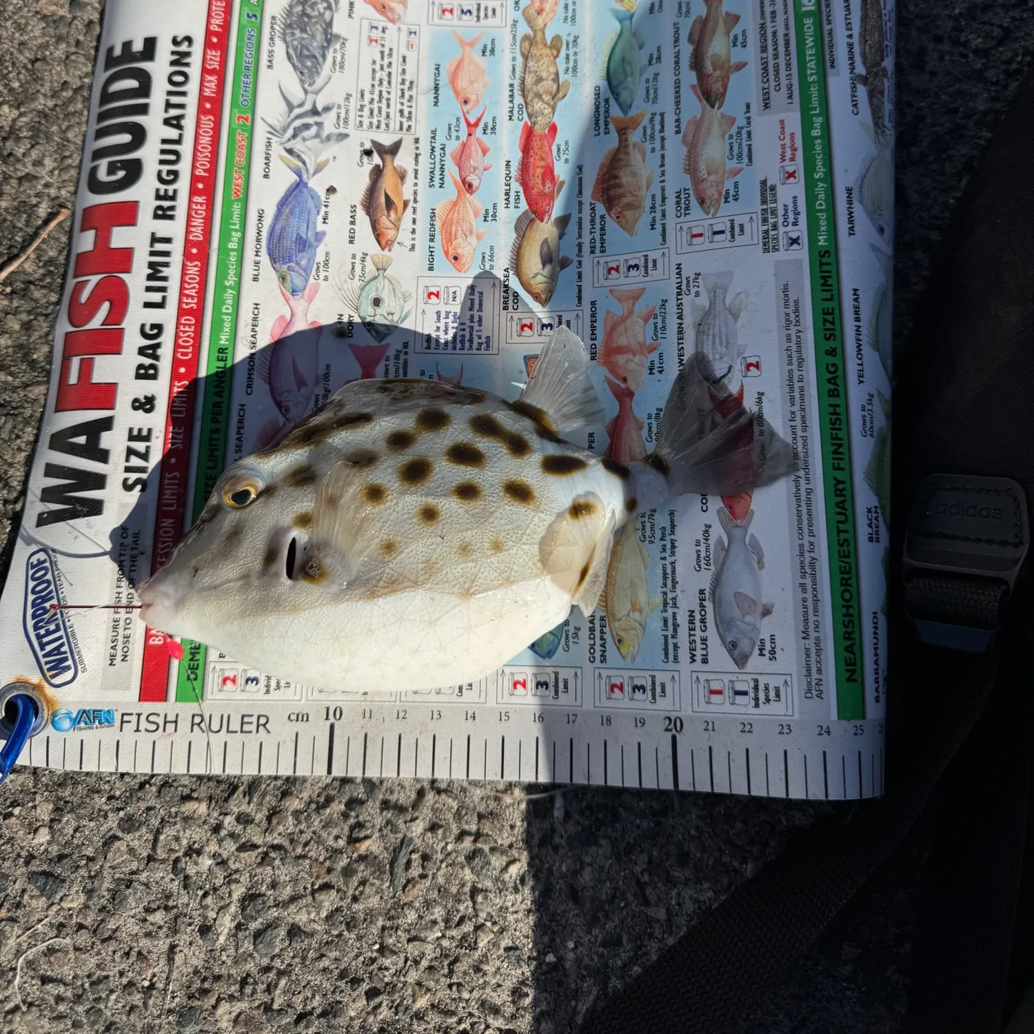 The most recent Large-scaled leatherjacket catches on Fishbrain