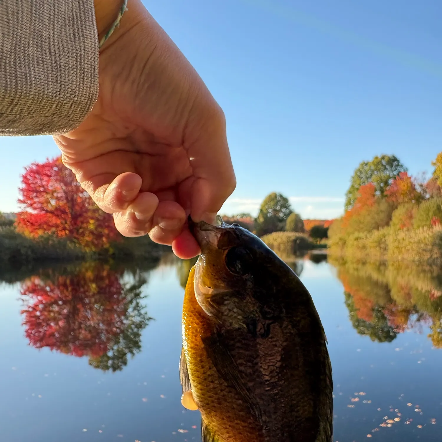 Bluegill caught on Fishbrain