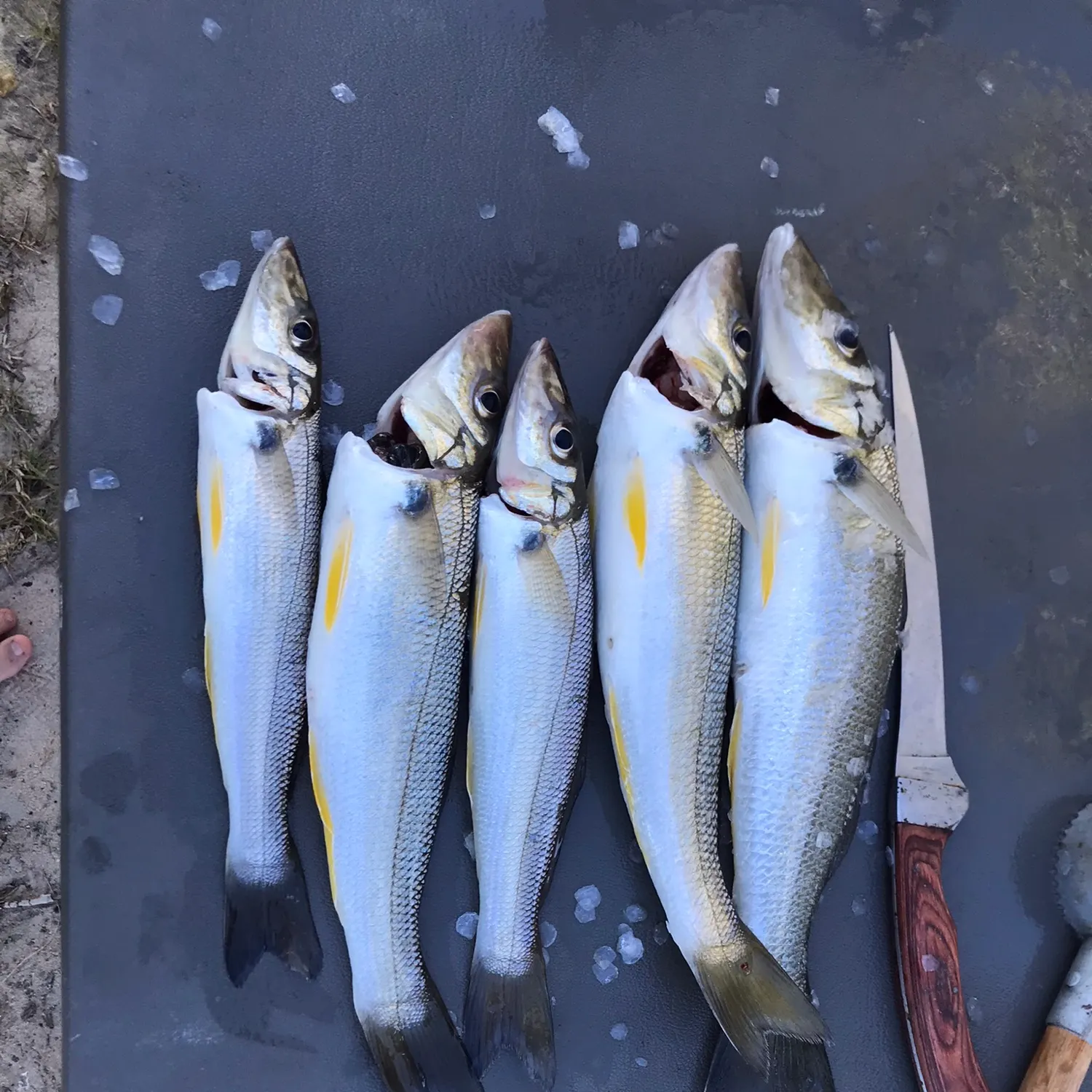 recently logged catches