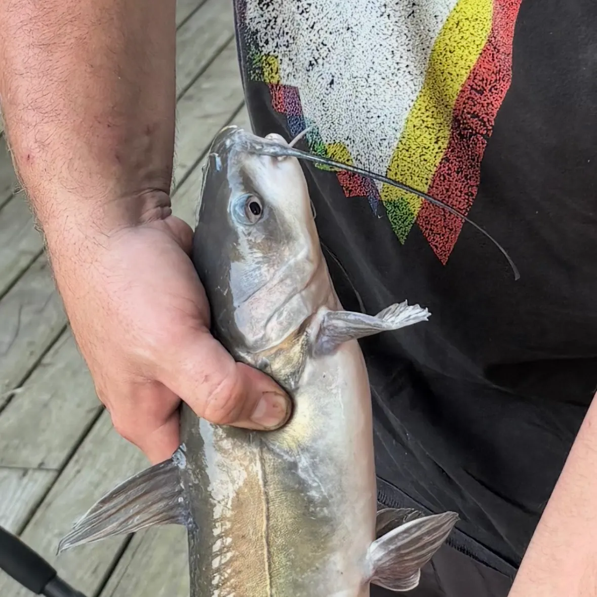 Channel catfish caught on Fishbrain