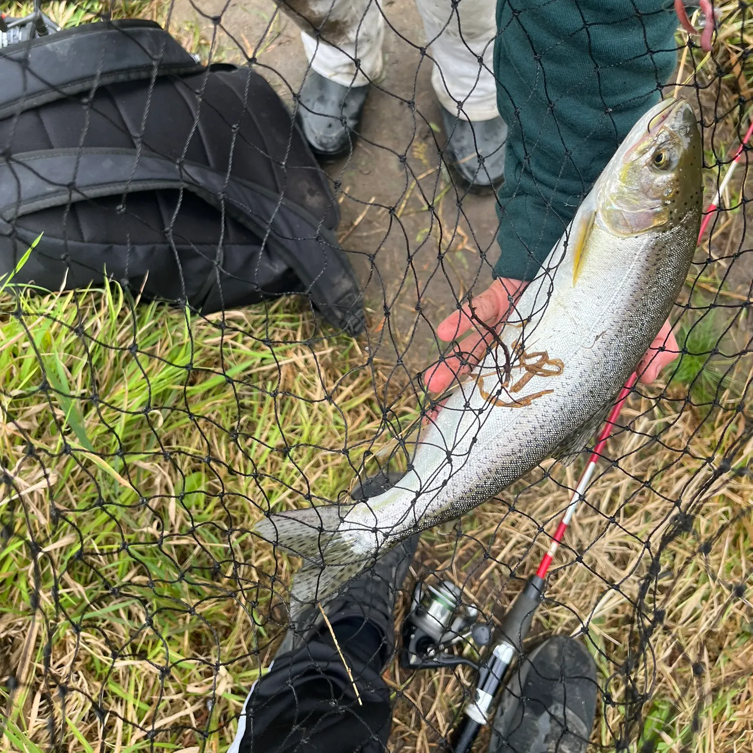 Coastal cutthroat trout caught on Fishbrain