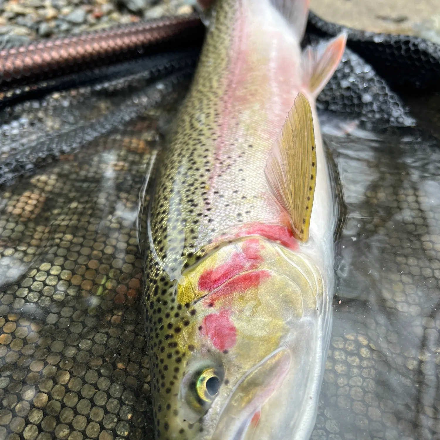 The most recent Coastal cutthroat trout catches on Fishbrain