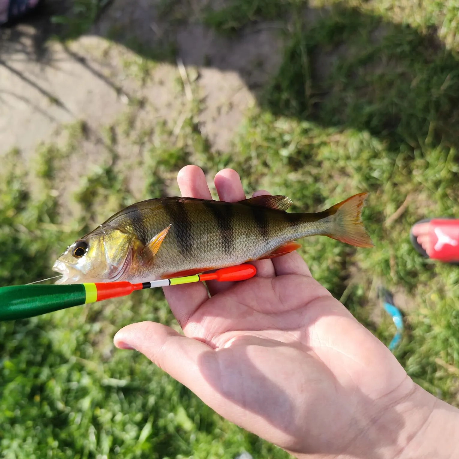 European perch caught on Fishbrain