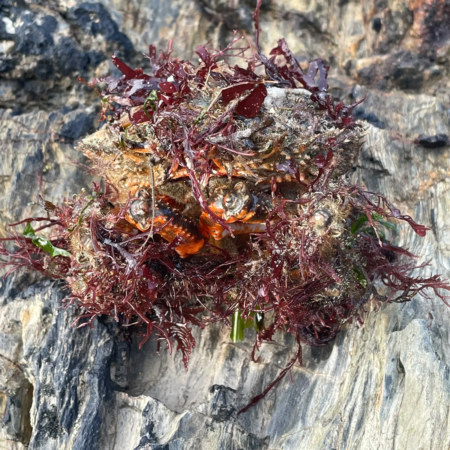 The most recent European spider crab catches on Fishbrain