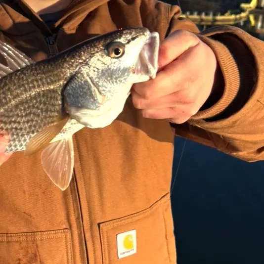 Red drum caught on Fishbrain