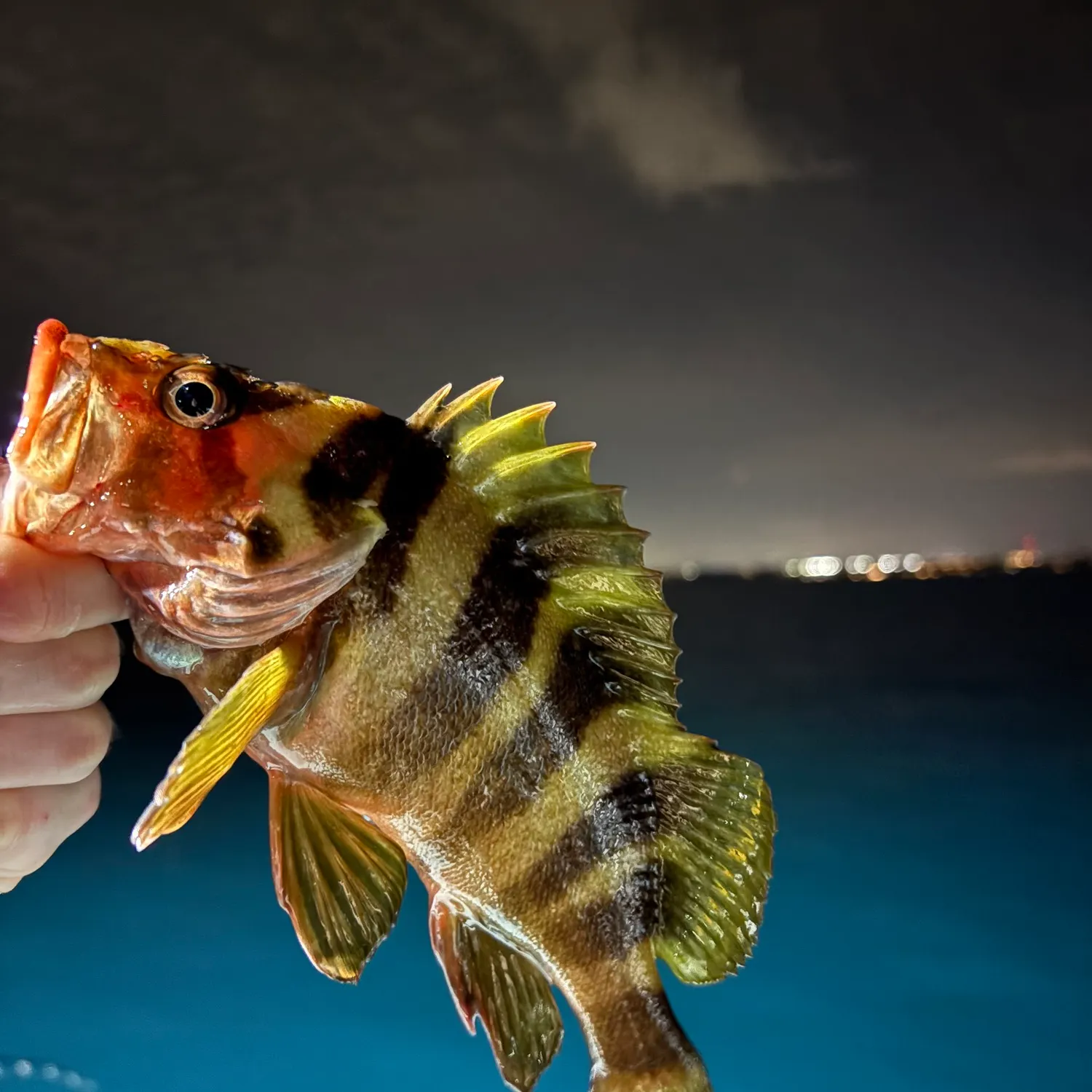 The most recent Treefish catches on Fishbrain