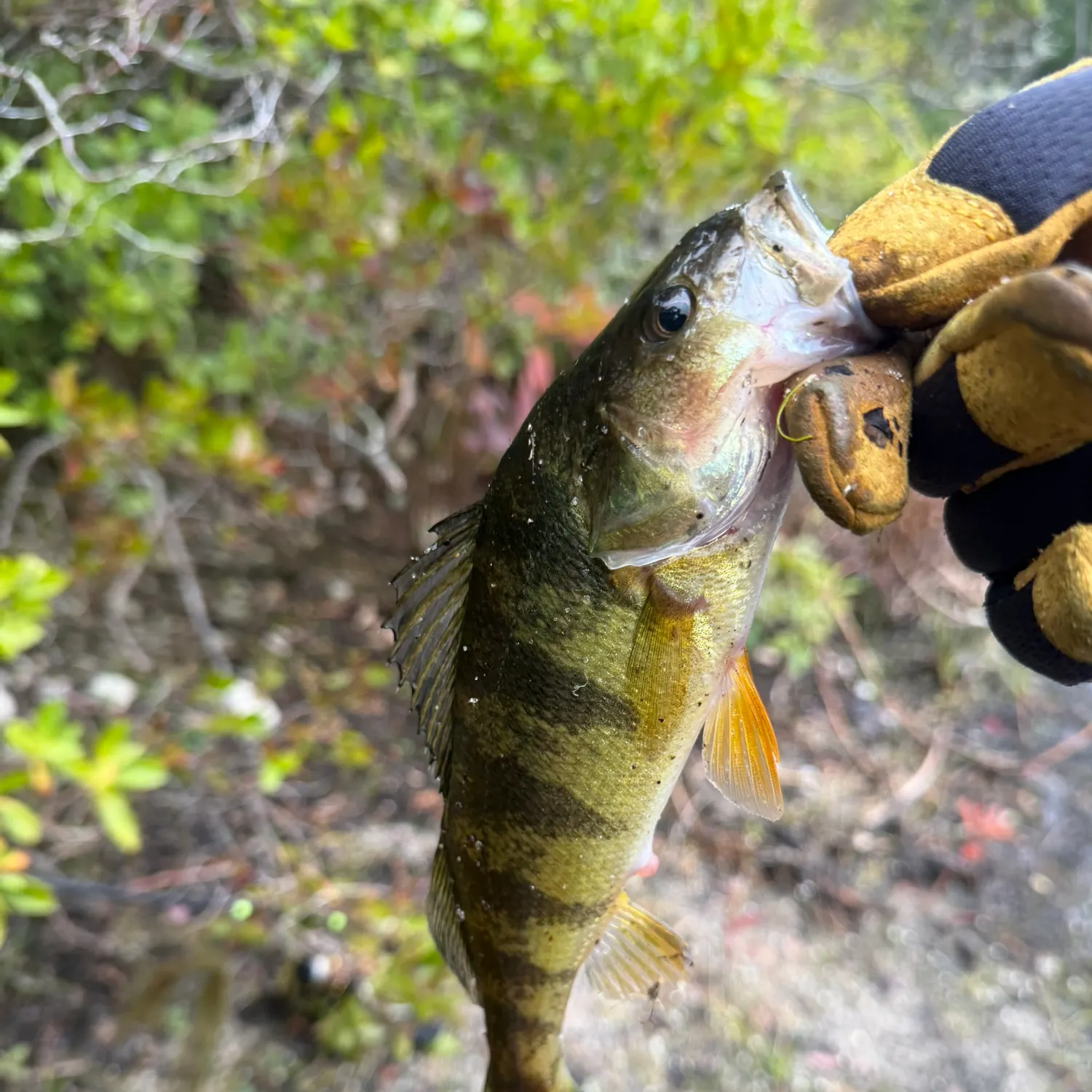 Yellow perch caught on Fishbrain