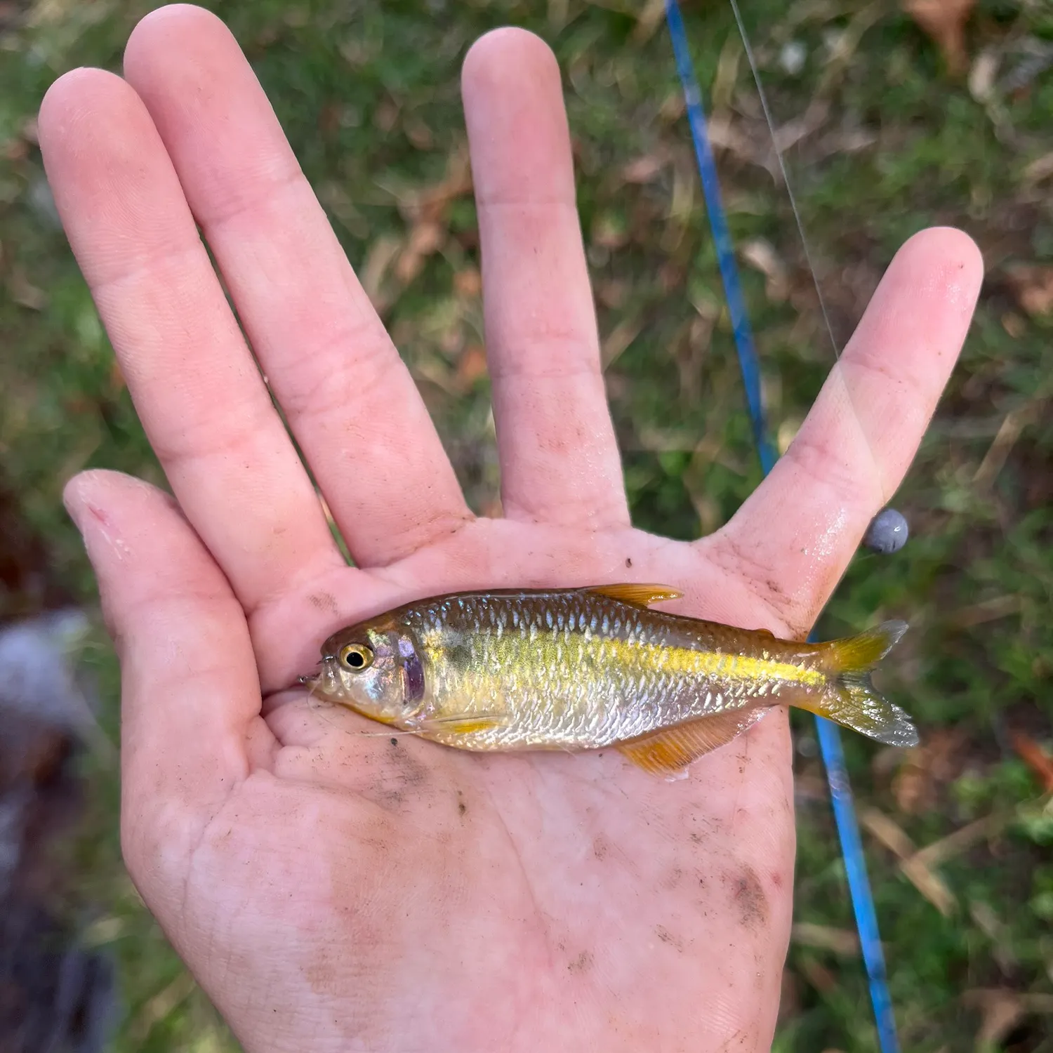 The most recent Antioquia tetra catches on Fishbrain