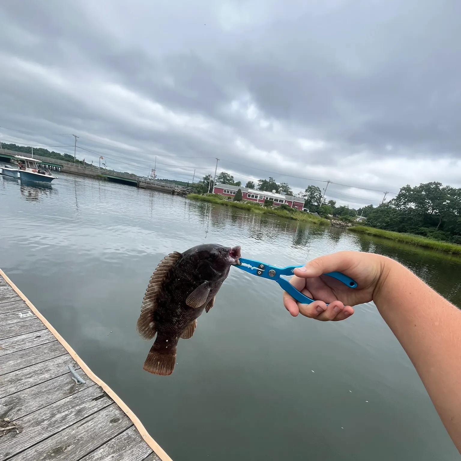 Tautog caught on Fishbrain