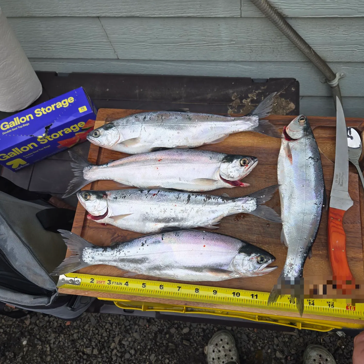 The most recent Kokanee salmon catches on Fishbrain
