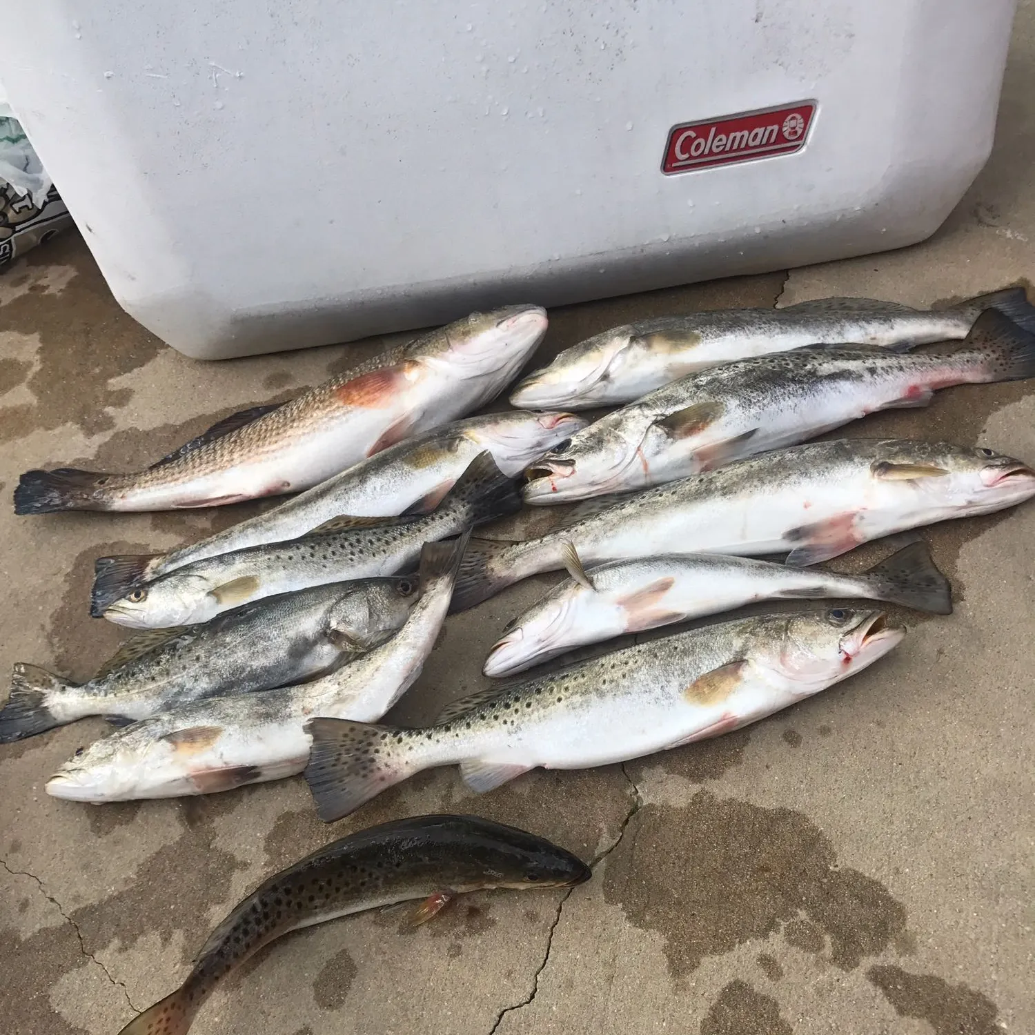 recently logged catches