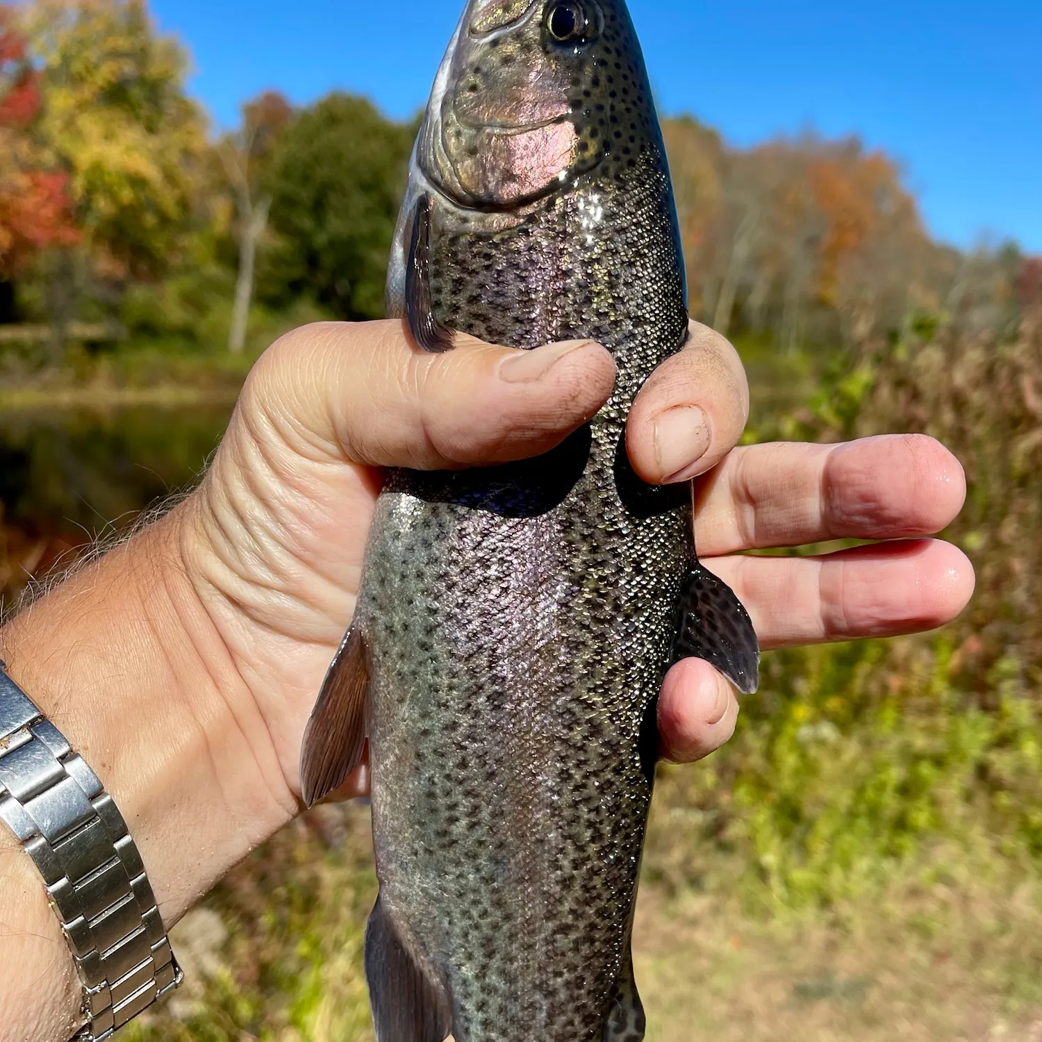Rainbow trout caught on Fishbrain
