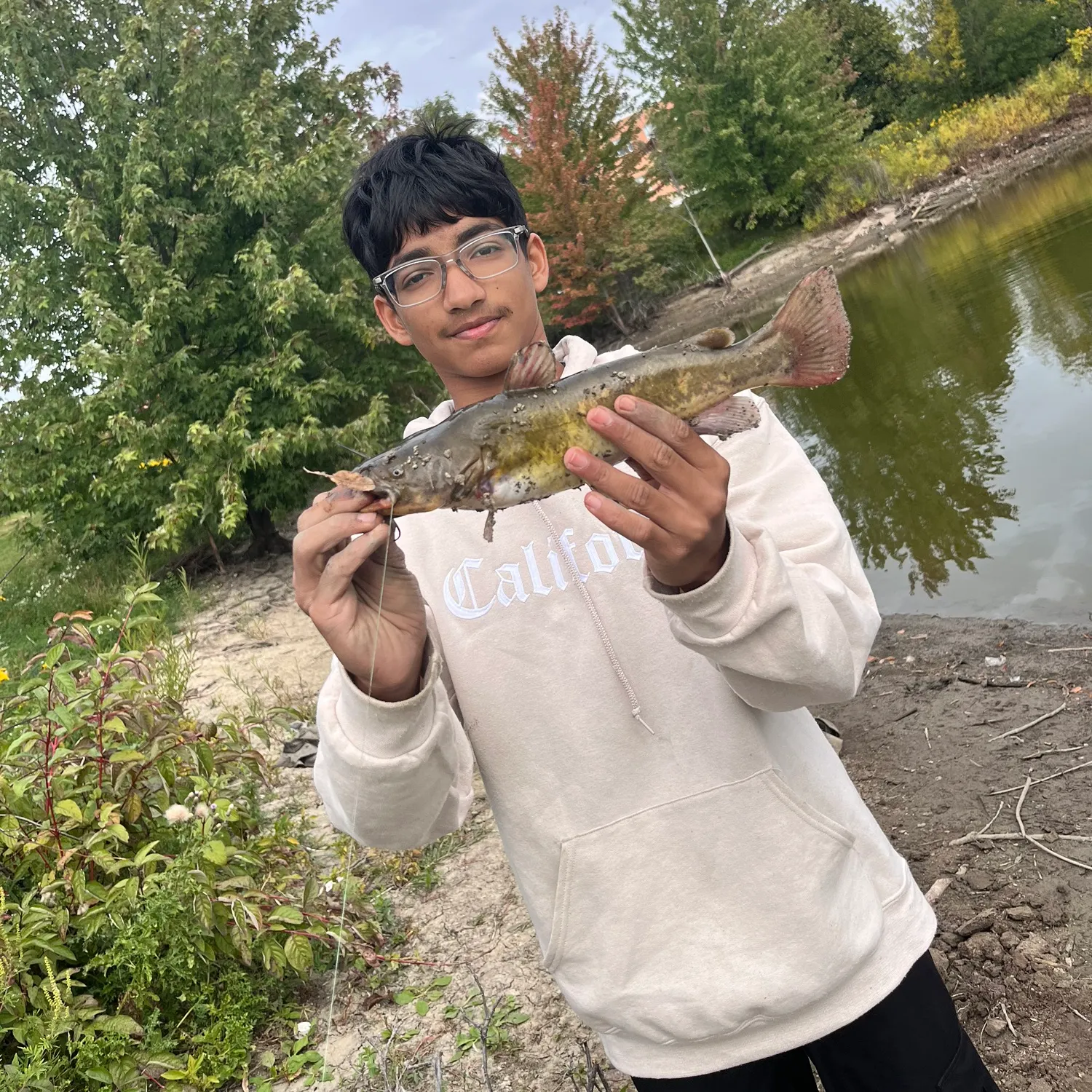 Yellow bullhead caught on Fishbrain