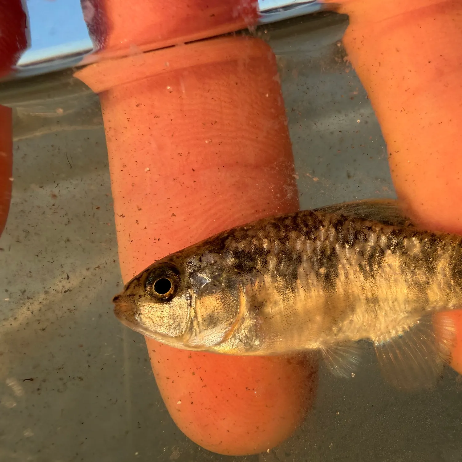 The most recent Sheepshead minnow catches on Fishbrain