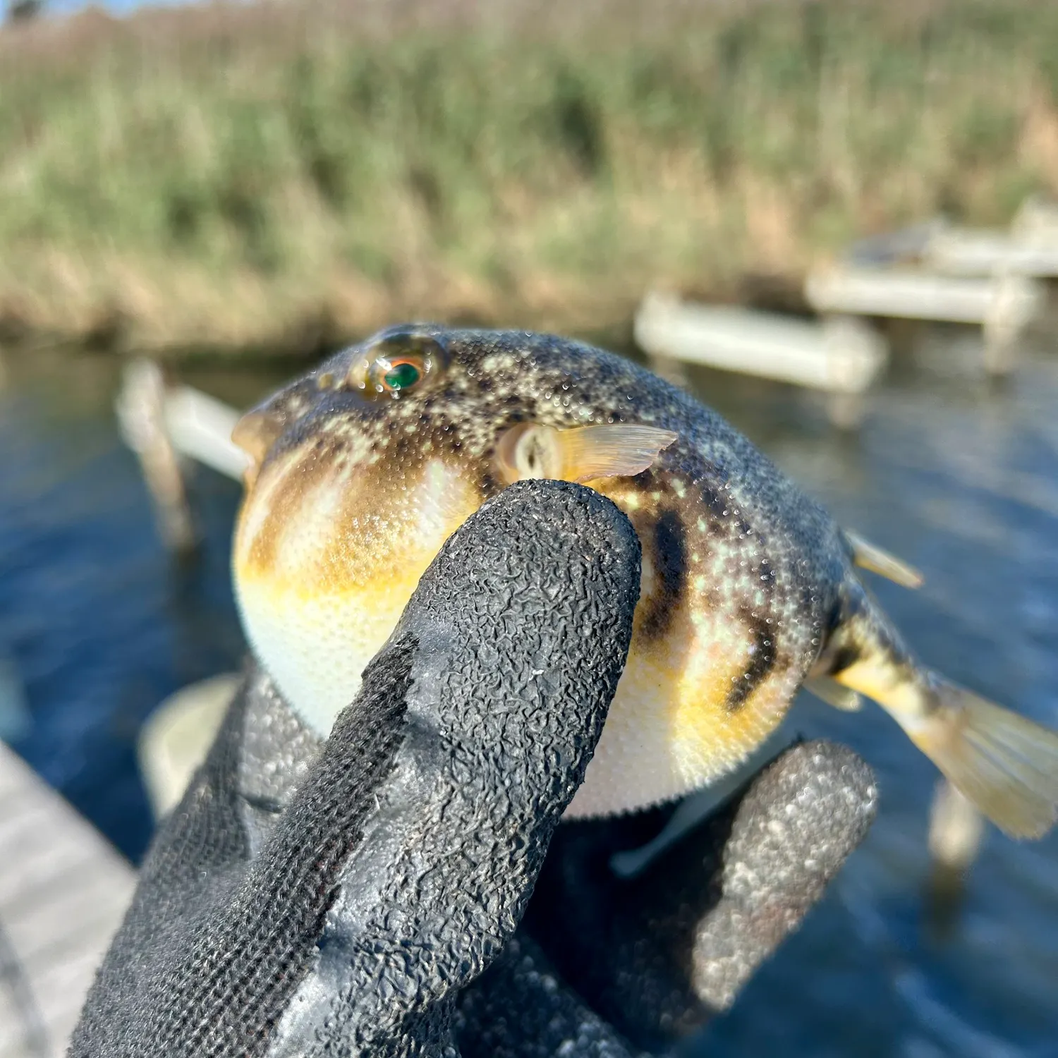 Northern puffer caught on Fishbrain