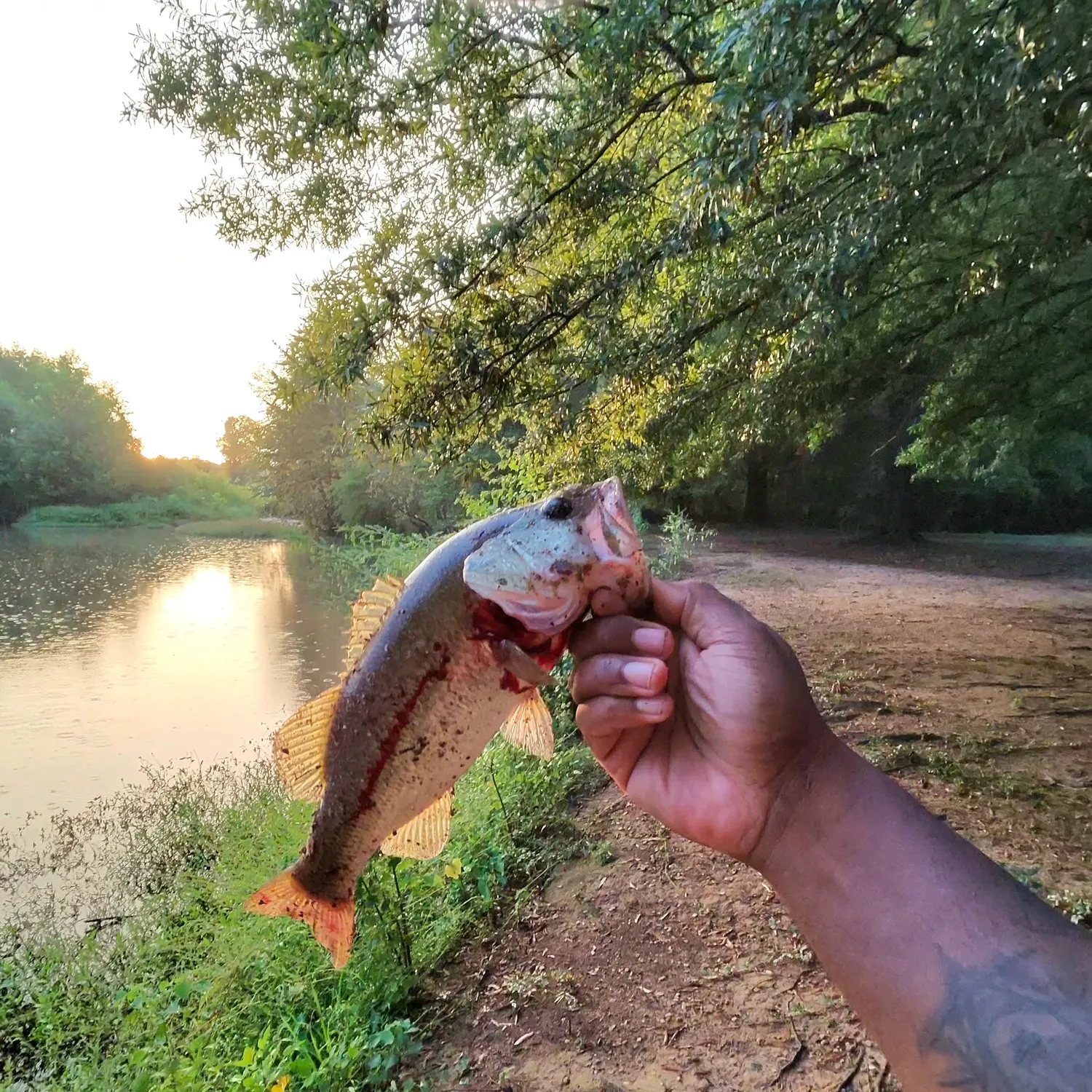 Largemouth bass caught on Fishbrain