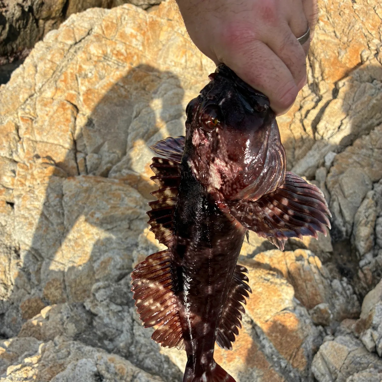 The most recent Cabezon catches on Fishbrain