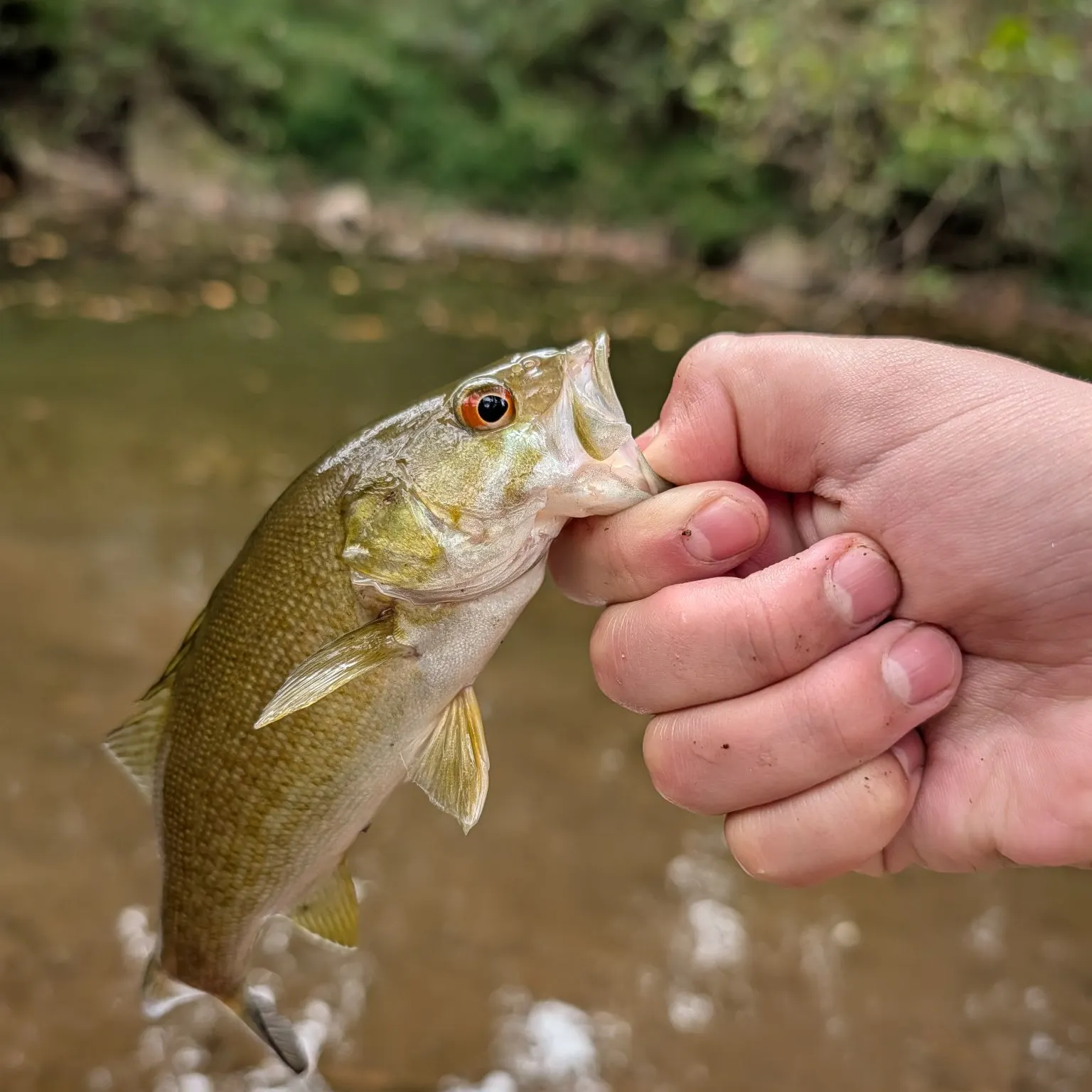 Smallmouth bass caught on Fishbrain