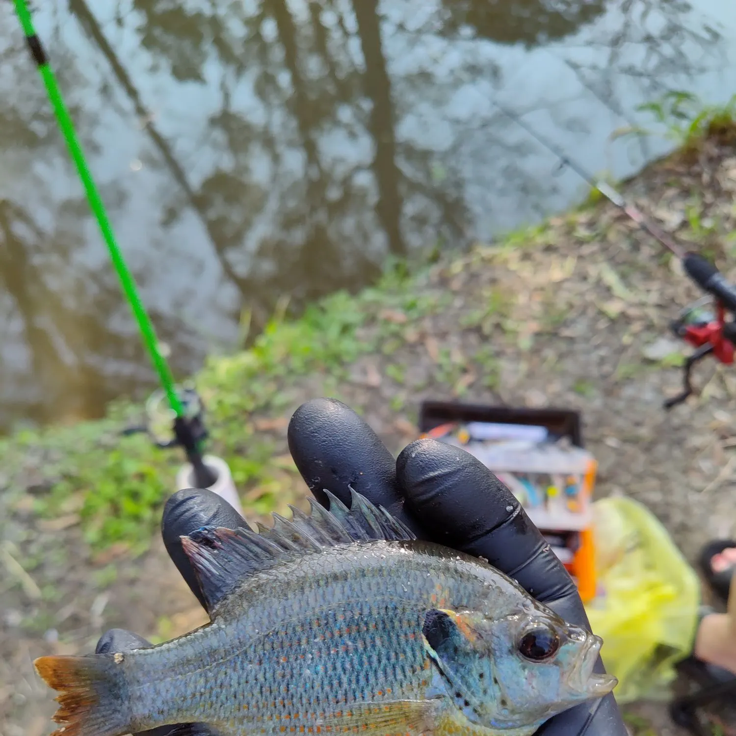 The most recent Redspotted sunfish catches on Fishbrain
