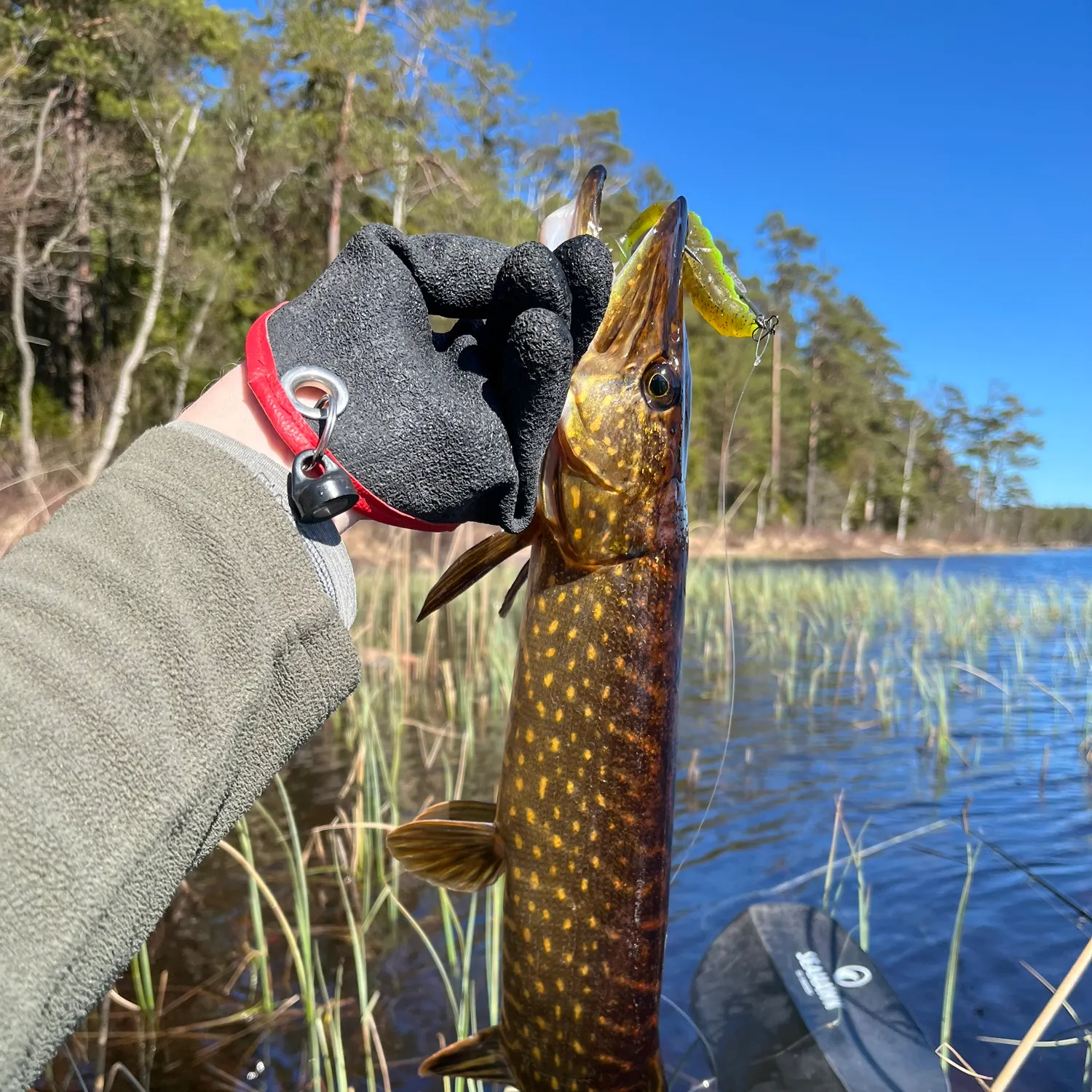 The most recent Northern pike catches on Fishbrain