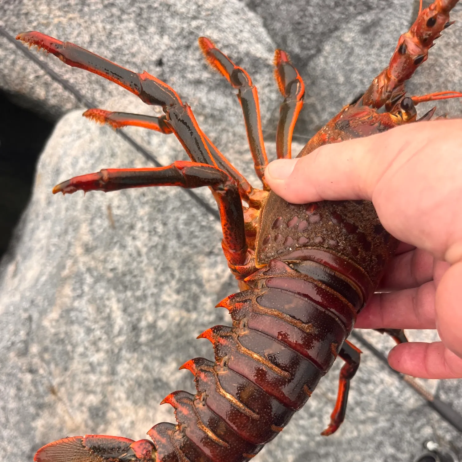 The most recent California spiny lobster catches on Fishbrain