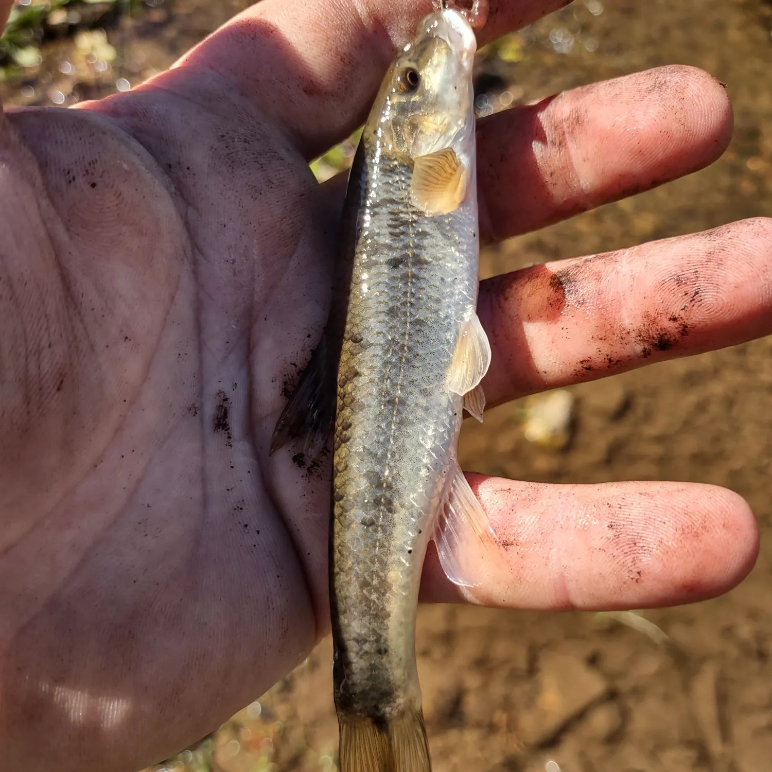 Creek chub caught on Fishbrain