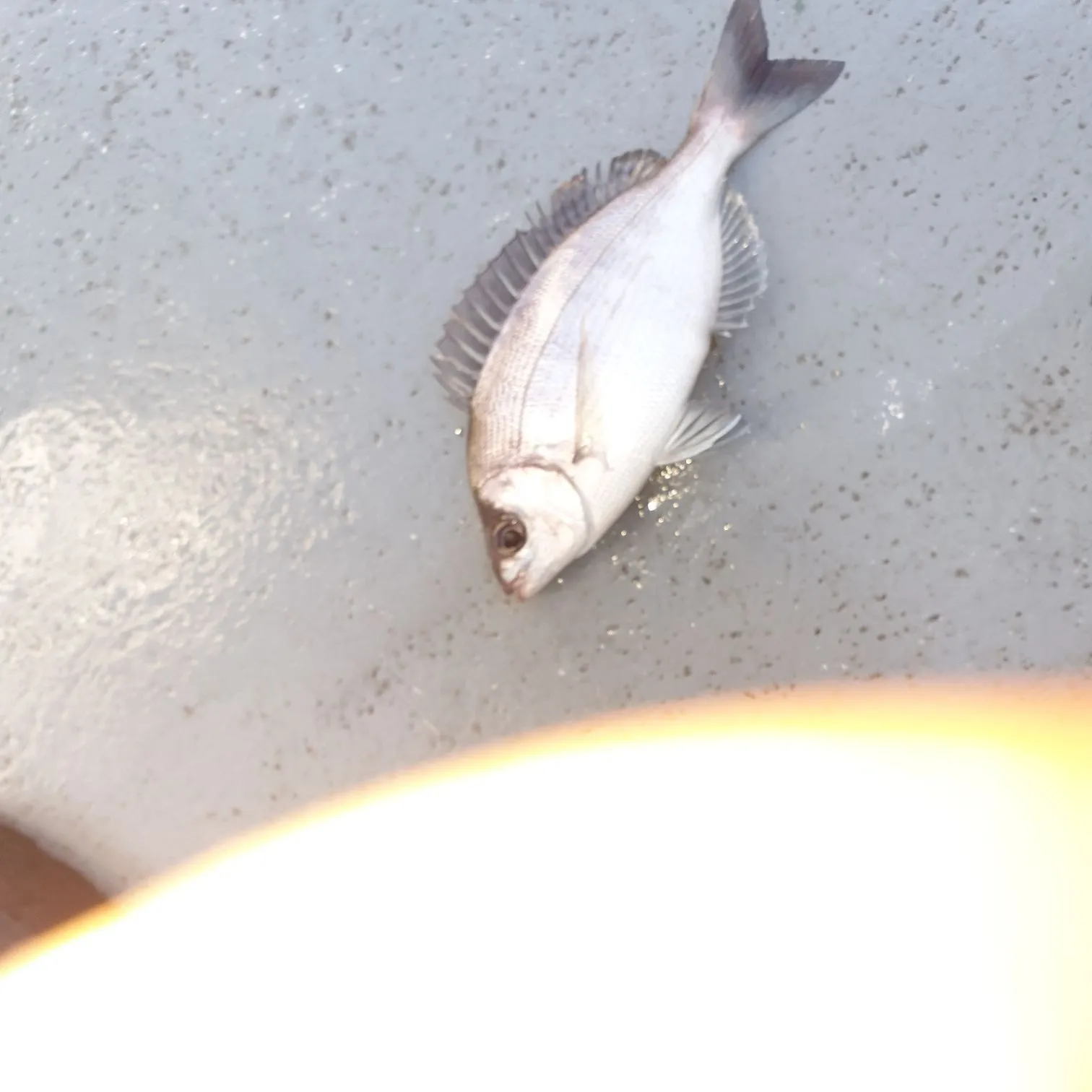 The most recent Black seabream catches on Fishbrain