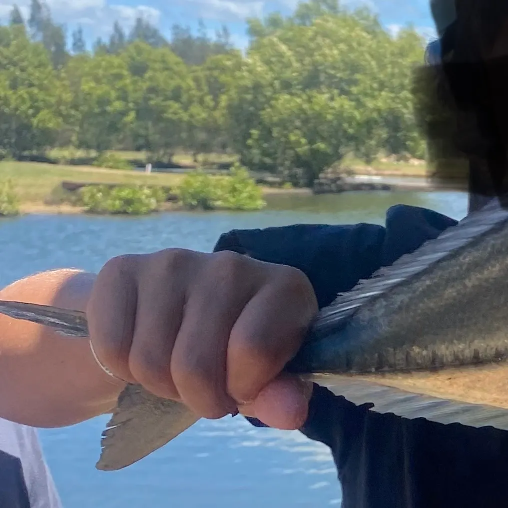 The most recent Bigeye trevally catches on Fishbrain