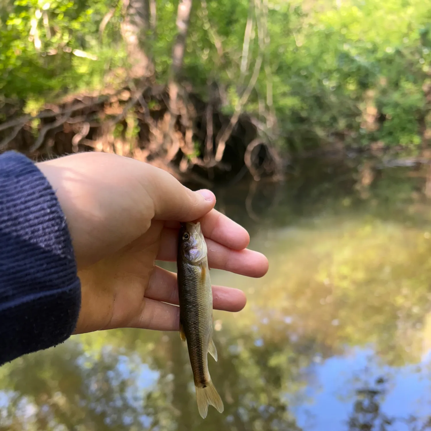 The most recent Creek chub catches on Fishbrain