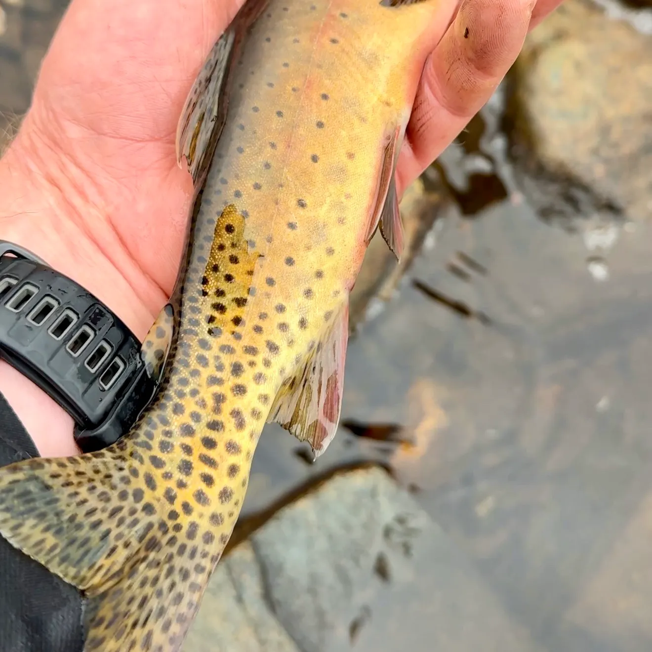 Cutthroat trout caught on Fishbrain
